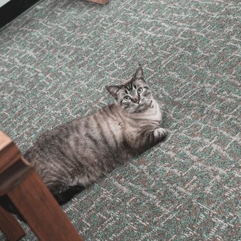 White Settlement Public Library - Browser the Library Cat (for Life!) - Libraries Near Me - White Settlement, Texas