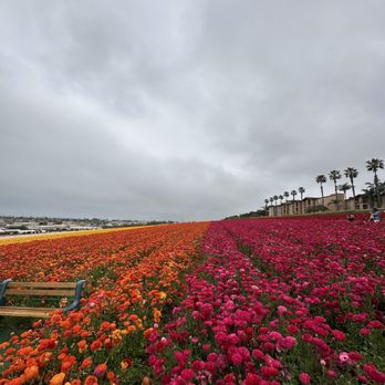 The Flower Fields - Venues & Event Spaces Near Me - Carlsbad, California The Flower Fields - Venues & Event Spaces Near Me - Carlsbad, California