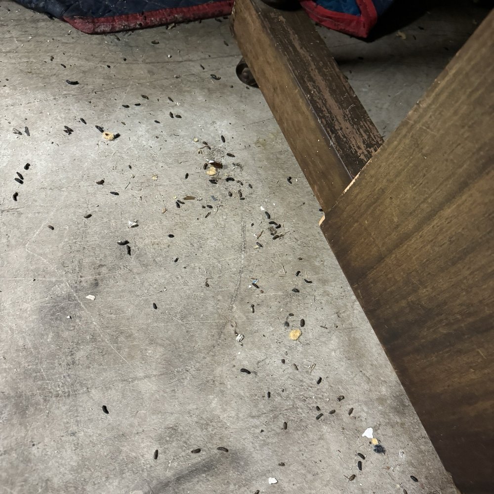 CubeSmart Self Storage - Rat poop everywhere - Self Storage Near Me - Dania Beach, Florida CubeSmart Self Storage - Rat poop everywhere - Self Storage Near Me - Dania Beach, Florida