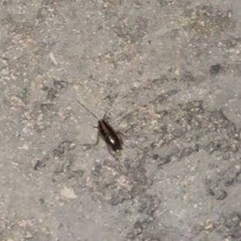 Routes - Roach from a bag pulled out car - Car Rental Near Me - Carolina, Puerto Rico Routes - Roach from a bag pulled out car - Car Rental Near Me - Carolina, Puerto Rico