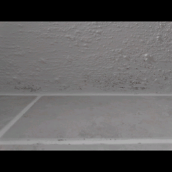 Groeslon Ty Mawr - Black mould