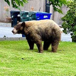 California Department of Fish and Wildlife - The giant Black Bear that has moved into our neighborhood!