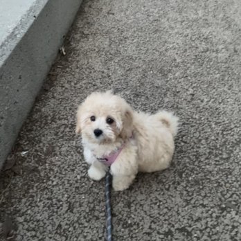 Paw La La - Got a lot of compliments at the park - Pet Sitting Near Me - Los Angeles, California
