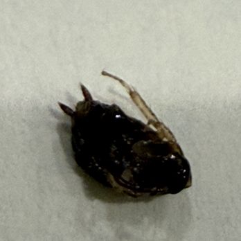 Fortune Dumpling House - A cockroach - Dim Sum Near Me - Vacaville, California
