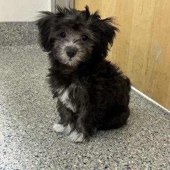 Animal Kingdom - Penny - Please take me home!! - Pet Stores Near Me - Tempe, Arizona Animal Kingdom - Penny - Please take me home!! - Pet Stores Near Me - Tempe, Arizona