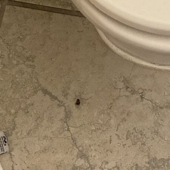 Sleep Inn & Suites Near Liberty Place I-65 - Roach on the bathroom floor at 4:01 AM - Hotels Near Me - Evergreen, Alabama Sleep Inn & Suites Near Liberty Place I-65 - Roach on the bathroom floor at 4:01 AM - Hotels Near Me - Evergreen, Alabama