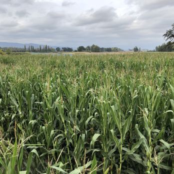 The Maize at The Pumpkin Patch - Pumpkin Patches Near Me - Portland, Oregon