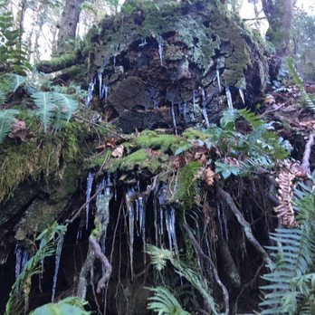 Squak Mountain State Park - Hiking Near Me - Issaquah, Washington