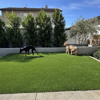 Turf N Go - TigerTurf. Dogs liked it on day 1. - Landscaping Near Me - Fullerton , California Turf N Go - TigerTurf. Dogs liked it on day 1. - Landscaping Near Me - Fullerton , California