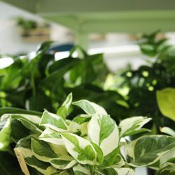 Canopi Plants