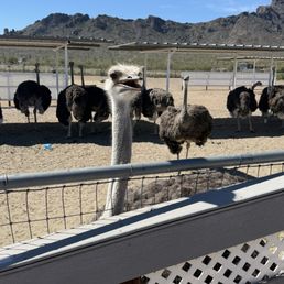 Ostriches Ostriches