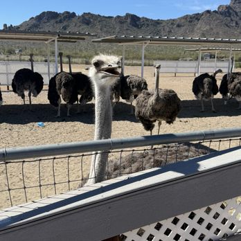 Rooster Cogburn Ostrich Ranch - Ostriches - Petting Zoos Near Me - Picacho, Arizona Rooster Cogburn Ostrich Ranch - Ostriches - Petting Zoos Near Me - Picacho, Arizona