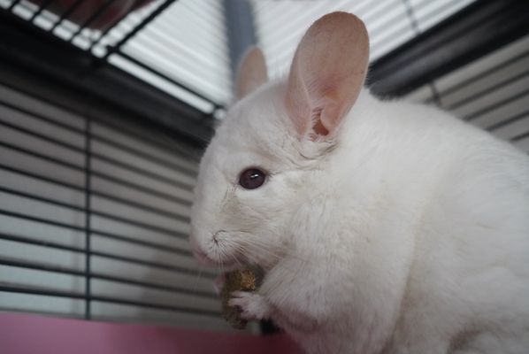 Photo of Long Beach Animal Hospital - Long Beach, CA, US.