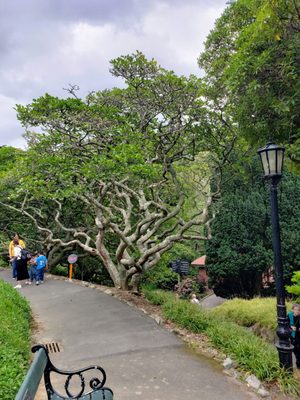 Wellington Botanic Garden by null