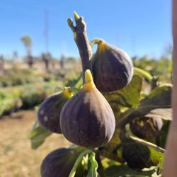 HI Desert Plant Nursery
