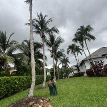 Vasquez Tree Service - Tree Services Near Me - Naples, Florida