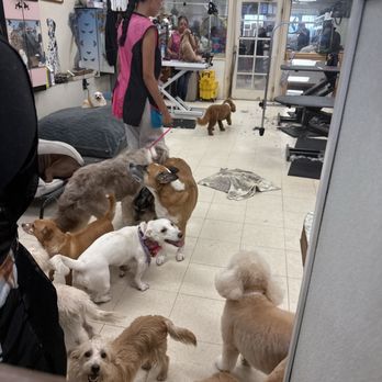 Cold Noses Warm Hearts - Animal Shelters Near Me - Goleta, California