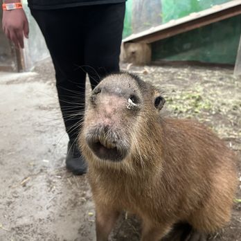 SeaQuest - Folsom - Cute capybara - Aquariums Near Me - Folsom, California SeaQuest - Folsom - Cute capybara - Aquariums Near Me - Folsom, California