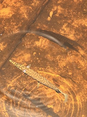 Big Cypress National Preserve by null