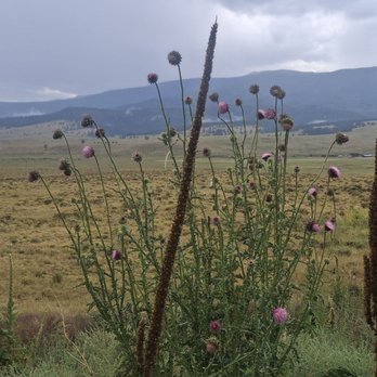 Comanche Creek Brewery - View off the patio. - Breweries Near Me - Eagle Nest, New Mexico