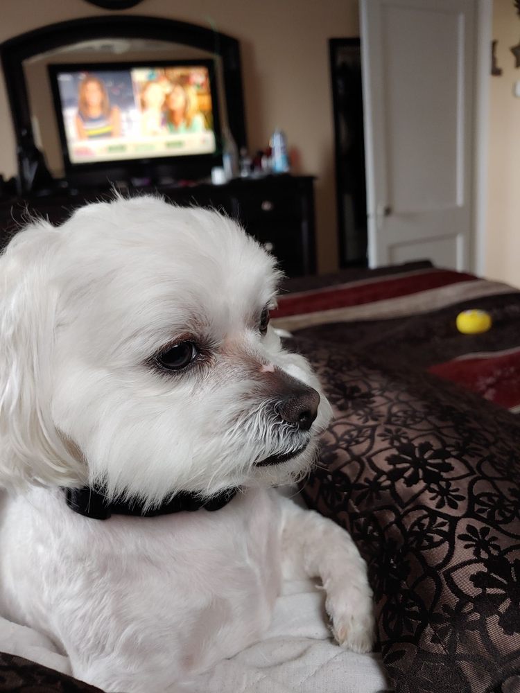 CRITTER CLEANERS Updated June 2024 49 Photos & 30 Reviews 5109 W