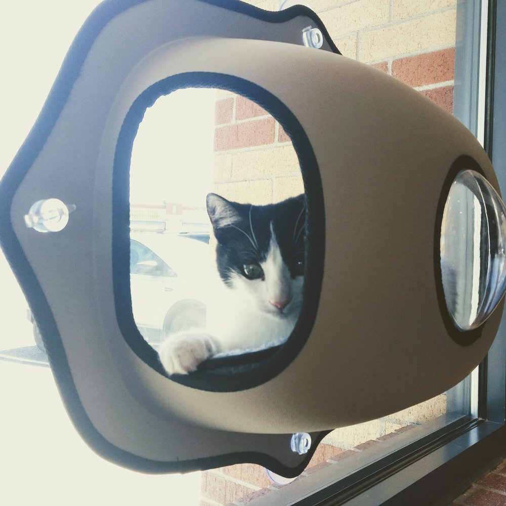 Catopia Cat Cafe - Pet Adoption Near Me - Albuquerque, New Mexico