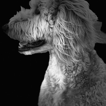 BARKS Happy Trails Pet Services - Hank! - Dog Walkers Near Me BARKS Happy Trails Pet Services - Hank! - Dog Walkers Near Me