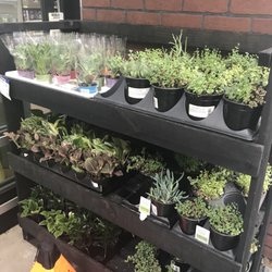 Walmart Garden Center - Some small plants, this is about all I found.