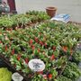 Photo of Garden Shack