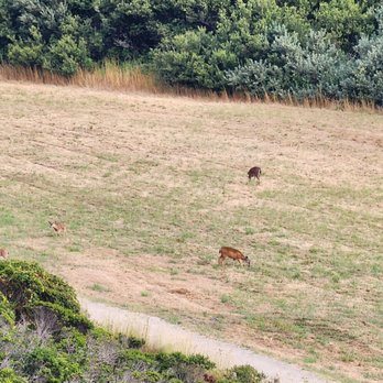 San Pedro Valley Park - Dear - Parks Near Me - Pacifica, California