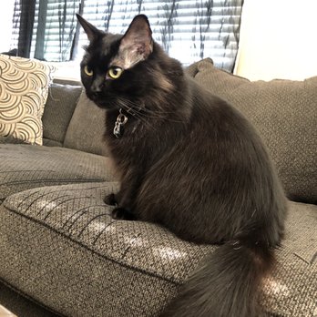 Lara's Doggy in the Window - Lemmy lookin like a brand new cat! - Pet Groomers Near Me - Long Beach, California