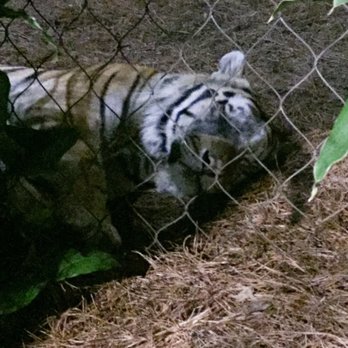 Mike the Tiger Habitat - Local Flavor Near Me - Baton Rouge, Louisiana Mike the Tiger Habitat - Local Flavor Near Me - Baton Rouge, Louisiana
