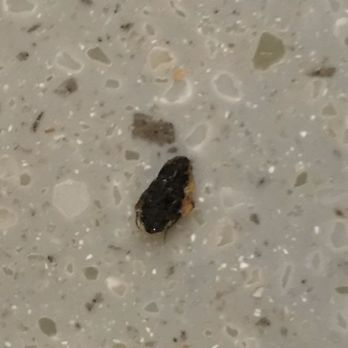 EL Burrito Box - There's a bug in my salad - Mexican Near Me - New York, New York