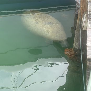 Dockside Bar and Grill - Manatee - Bars Near Me - Marathon, Florida