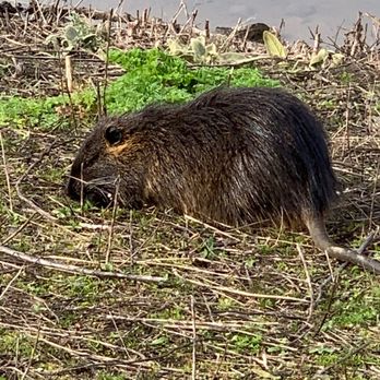 Fernhill Wetlands - Muskrat - Hiking Near Me - Forest Grove, Oregon Fernhill Wetlands - Muskrat - Hiking Near Me - Forest Grove, Oregon
