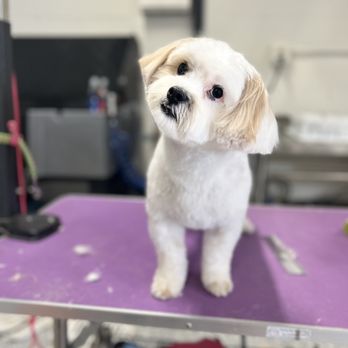 Danielle Grooms - Caleb - Pet Groomers Near Me - Colorado Springs, Colorado Danielle Grooms - Caleb - Pet Groomers Near Me - Colorado Springs, Colorado