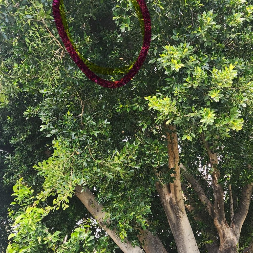 Bee Wranglers - Tree location - Pest Control Near Me - Riverside, California