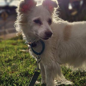 Hele Mai K9 - Photo of my girl taken by Kehau - Pet Boarding Near Me