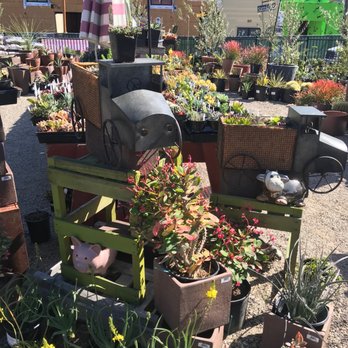 Miner's Ace Hardware - Drought tolerant plants - Hardware Stores Near Me - San Luis Obispo, California Miner's Ace Hardware - Drought tolerant plants - Hardware Stores Near Me - San Luis Obispo, California