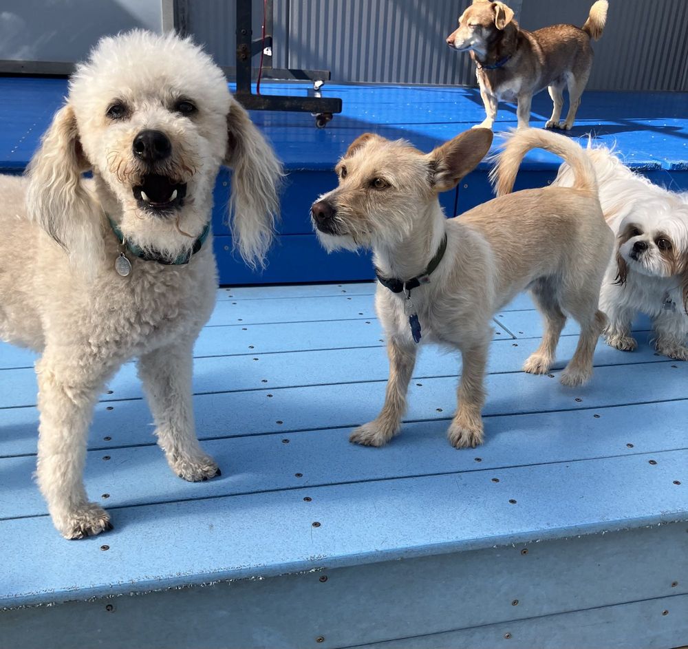 The Dog Social Club Cooperative - pet boarding facility in Oakland, CA