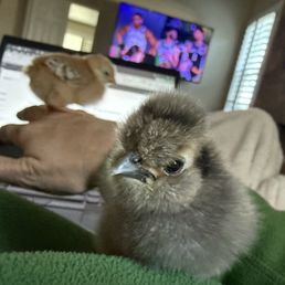 Chicks!