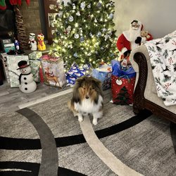 Appleton Shelties - Gus loved Christmas.