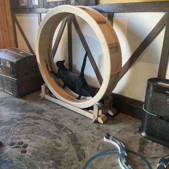 Seattle Meowtropolitan - Themed Cafes Near Me - Seattle, Washington