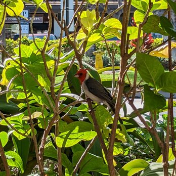 Eggs 'n Things Ko Olina - It's a bird, not a plane & not superman - American Near Me - Kapolei, Hawaii Eggs 'n Things Ko Olina - It's a bird, not a plane & not superman - American Near Me - Kapolei, Hawaii
