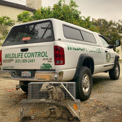 Urban Trapping Wildlife Control - Services Provided
•Wildlife Live Trapping

•Wildlife Exclusion

•Sanitation & Odor Neutralizing

•Deceased Wildlife Removal
•Installation Of Wildlife Housing Units

•Landscape Alteration 

•Junk & Clutter Removal 

•Wildlife Deterrent Program

•24 Hour Emergency Wildlife Service