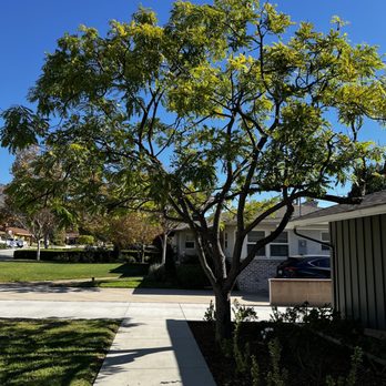 tree service - After the tree was trimmed. - Tree Services Near Me tree service - After the tree was trimmed. - Tree Services Near Me