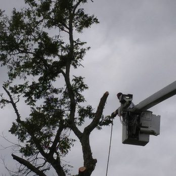 Gene Rivers Tree Service - Tree Roval Tree Trimming - Tree Services Near Me - Whistler, Alabama Gene Rivers Tree Service - Tree Roval Tree Trimming - Tree Services Near Me - Whistler, Alabama