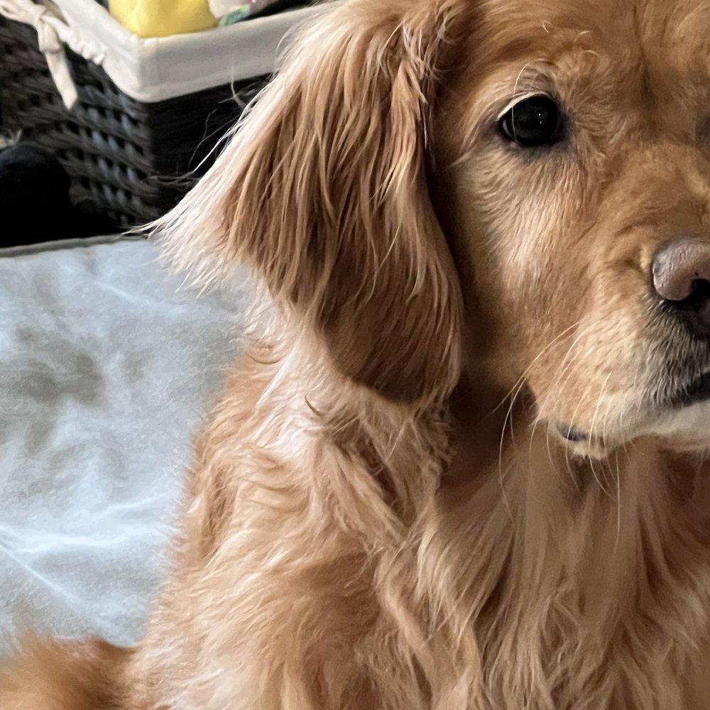 Fur Oak Professional Pet Grooming - Ears not cut - Pet Groomers Near Me - Austin, Texas Fur Oak Professional Pet Grooming - Ears not cut - Pet Groomers Near Me - Austin, Texas