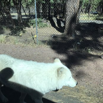 Bearizona - Timber Wolf right next to my passenger door! We were give strict instructions to keep windows up through this exhibit. - Zoos Near Me - Williams, Arizona