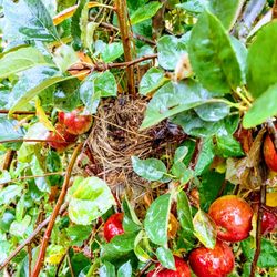 A & M Farm Orchard - A bird's nest in a winesap apple tree